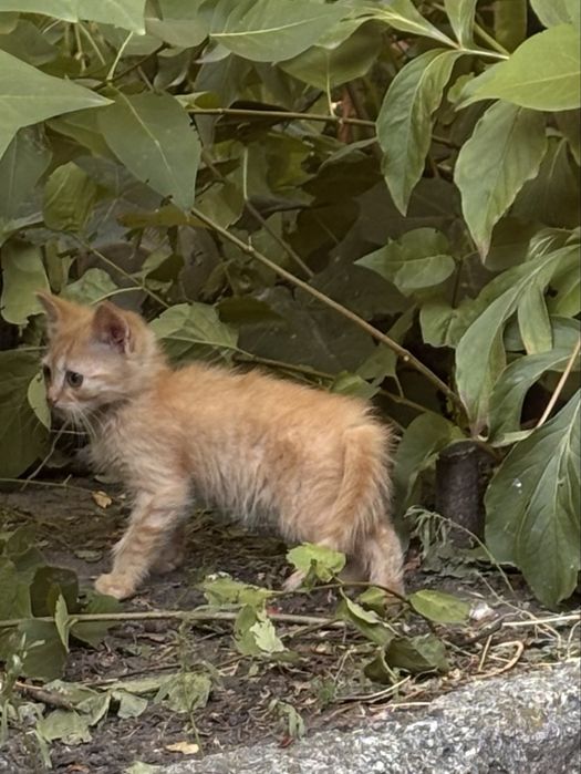 Віддамо кошенят безкоштовно