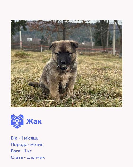 Цуценята-метиси шукають домівки.