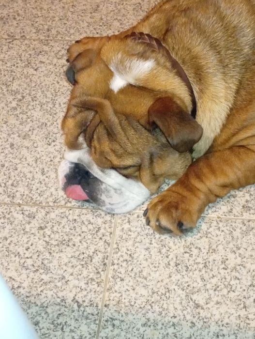 Bulldog inglês fantásticos