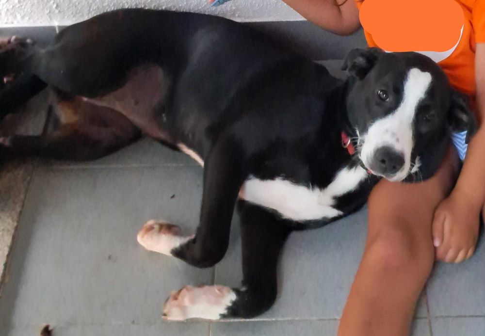 Cadelas (cachorros) para adoção responsável
