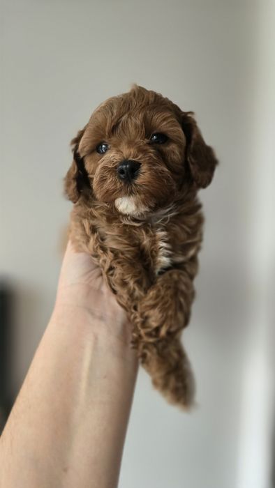 Cavapoo/ chłopczyk/ REZERWACJA