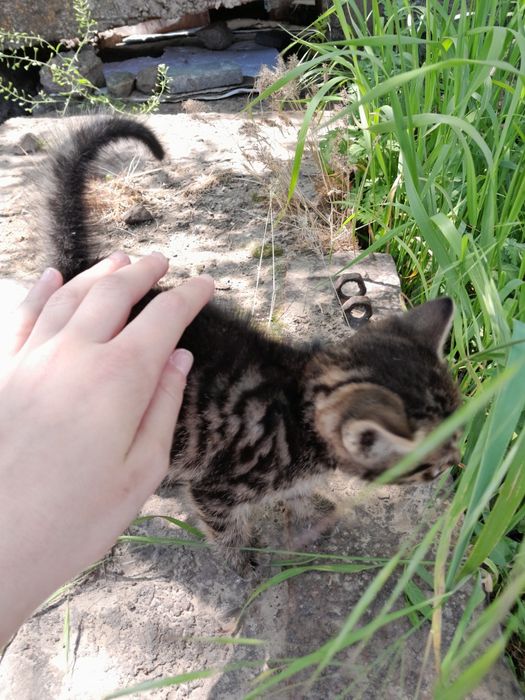 Котик/Кошка неизтвестно