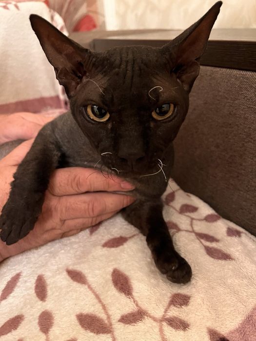 Кот сфинкс, вязка