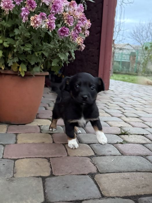 Собачки в добрі руки