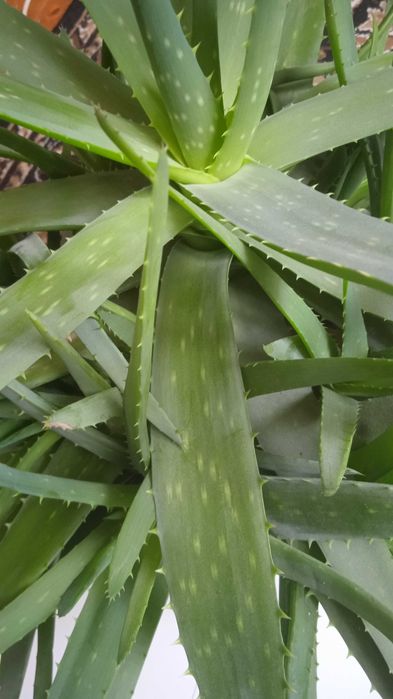 Алоє Вера  однорічні, дворічні