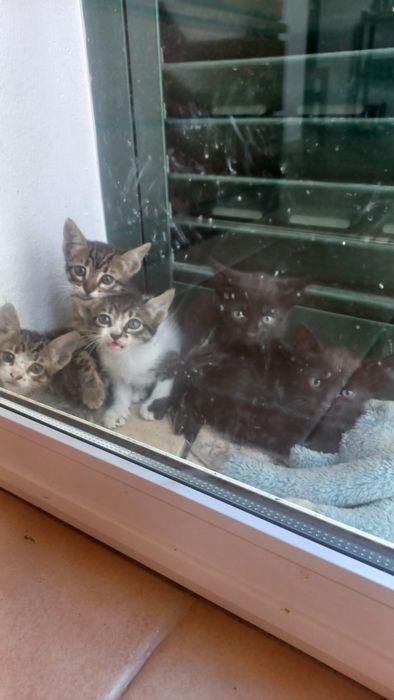 URGENTE Gatinhos bebes adoção