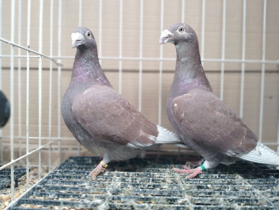 Gołębie Staropolskie