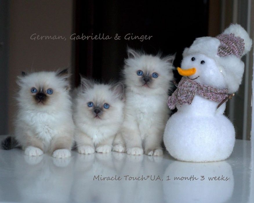 Кошенята Священної Бірми, Бірманські кошенята