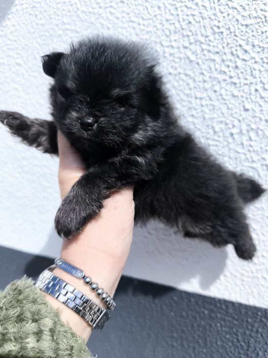 Spitz Anão Lulu da Pomerânia Mini. Menino