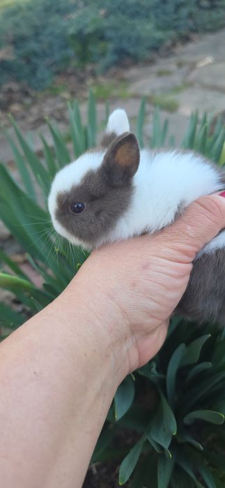 Міні кролик  , декоративний кролик