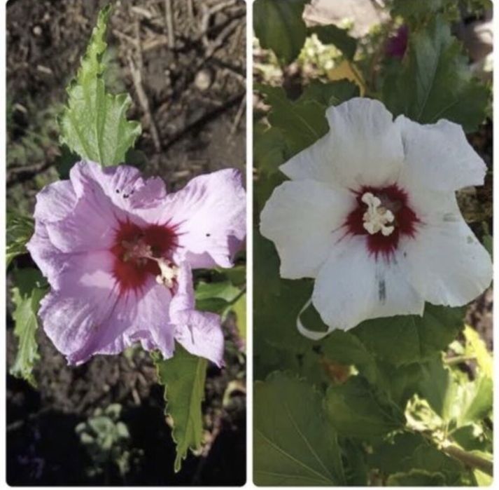 Гибискус гібіск сирийский белый и розовый