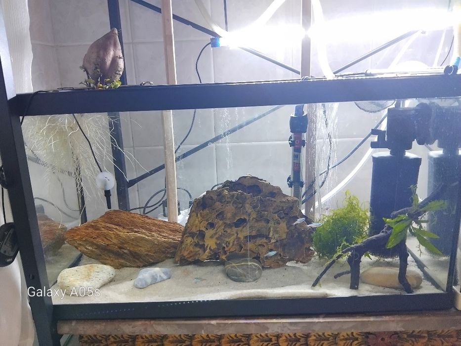 Aquario completo