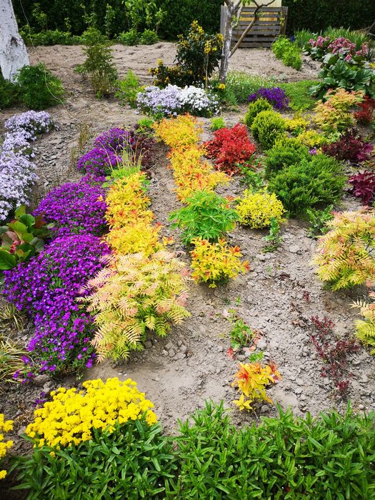 Sadzonki kwiatów ogrodowych