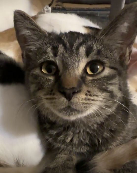 SISI - wciąż czeka na swój domek