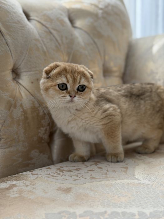 Золота шиншила бейбі фейс