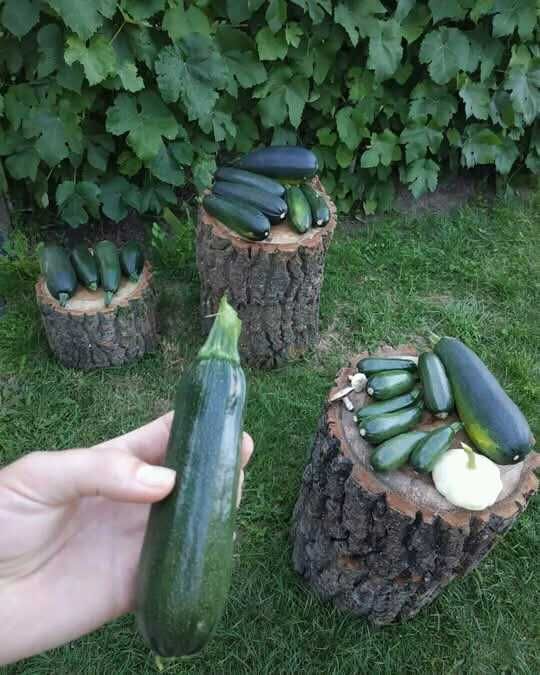Приму в Дар овощи: кабачки, патисоны, перец, баклажаны, цукини.