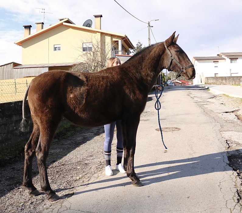 Poldra lusitana preta 1 ano