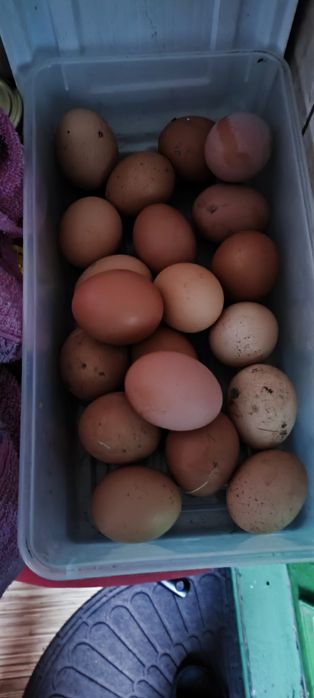 Куры несушки домашние