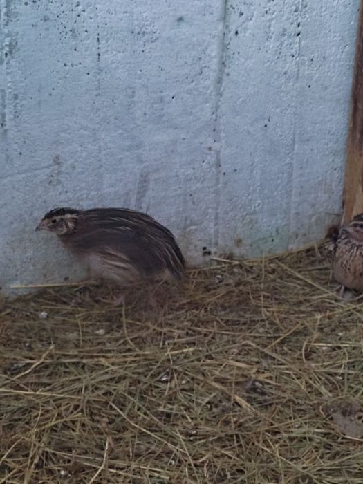 Sprzedam 8 młodych przepiórek japońskich