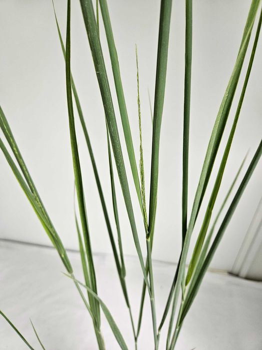 Proso rózgowate Northwind 130cm C2 – wysoka trawa ozdobna