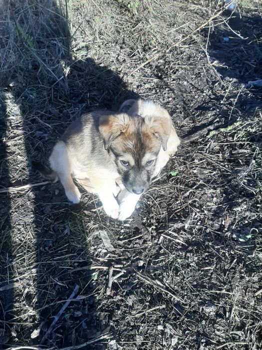 Безхатьки шукають притулок