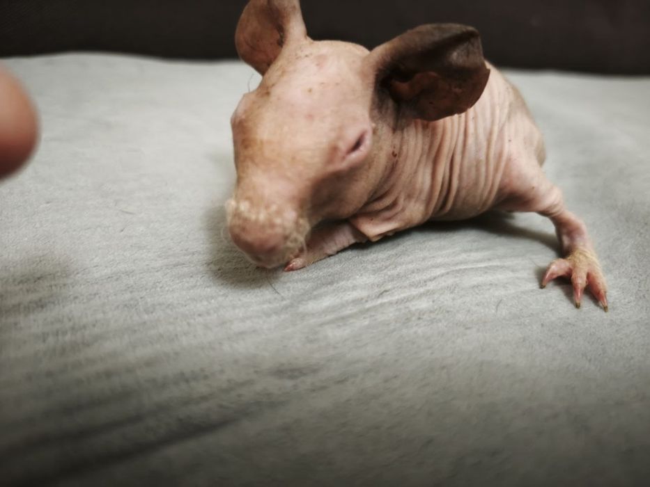 Скінні свинки, морським свінкт, лисі свинки