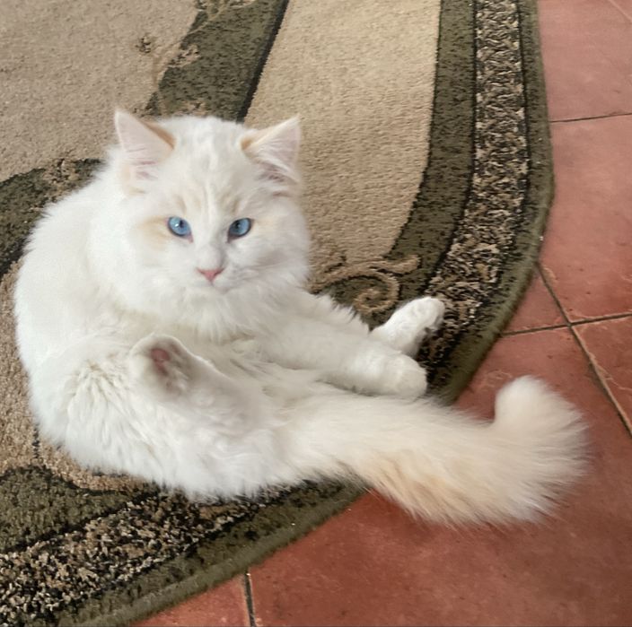 Kremowy kocurek bikolor