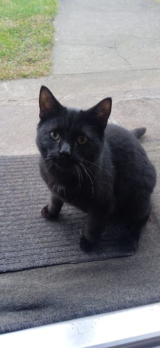 Kotki do adopcji za darmo