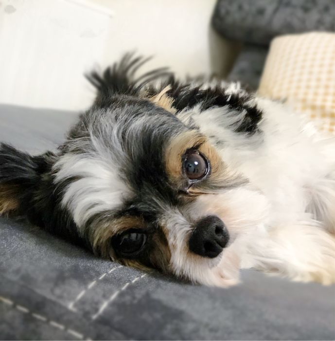 Шикарный мальчик бивер Йорк для вязок