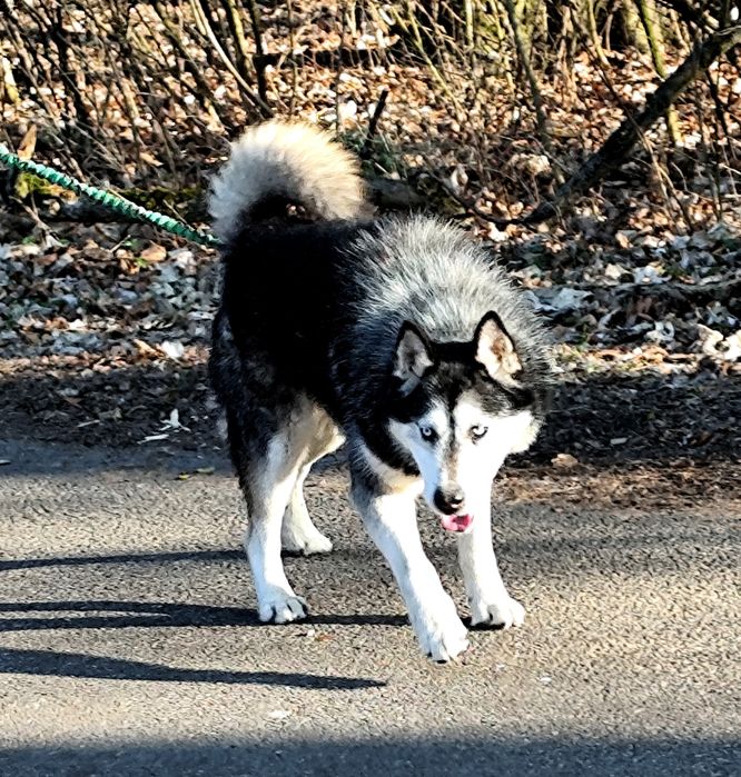 Piękny pies do adopcji