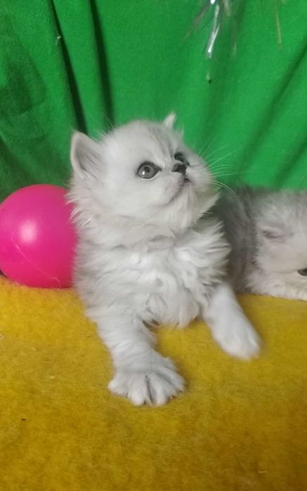 Пепельная серая голубые серебристая шиншилла котята