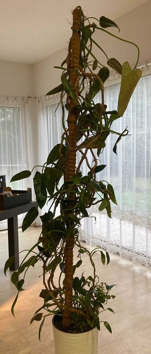 Piękny, zadbany, zdrowy filodendron