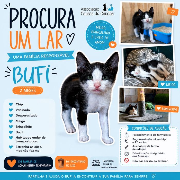 Gatinho para Adoção