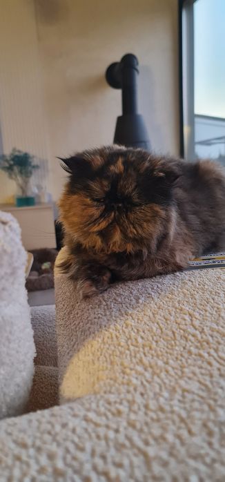 Kotka rasy pers w dobre ręce