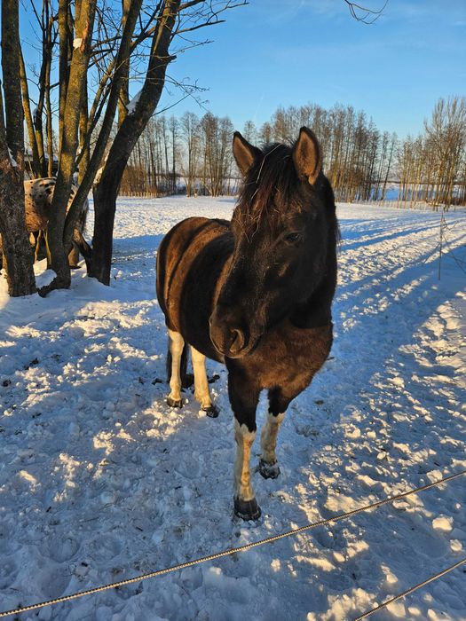 Urodziwy młody wałach huculski o złotym charakterze - OLSEN (HROBY)