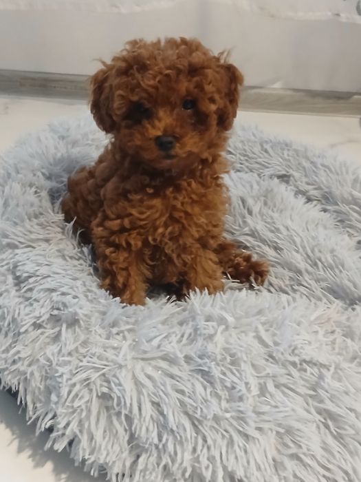 Pudel miniatura red suczka.