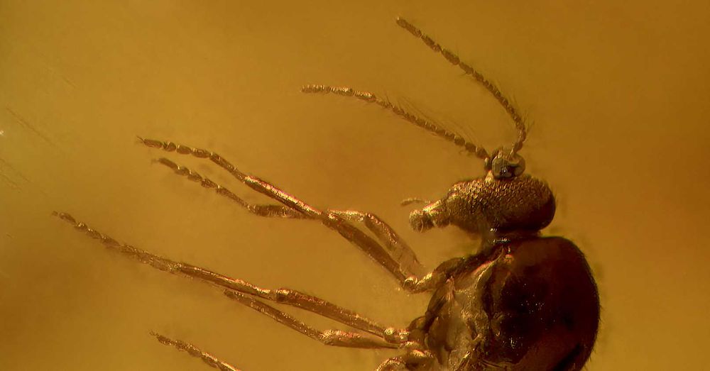 Bursztyn inkluzja wymarła mucha Ceratopogonidae 40 mln lat