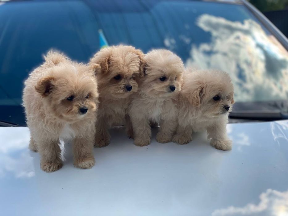 Малюки Pomapoo кремові мілашки