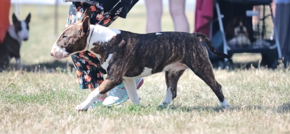 В’язка Bullterrier бультерьер бультер’єр
