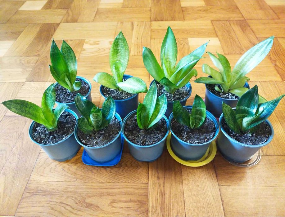 Сансевиерия (тещин язык)