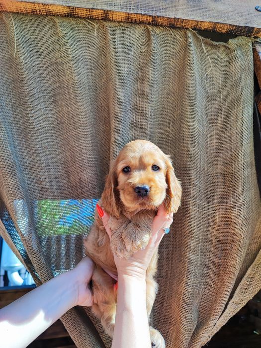 Ласковый мальчик спаниель ждёт свою семью