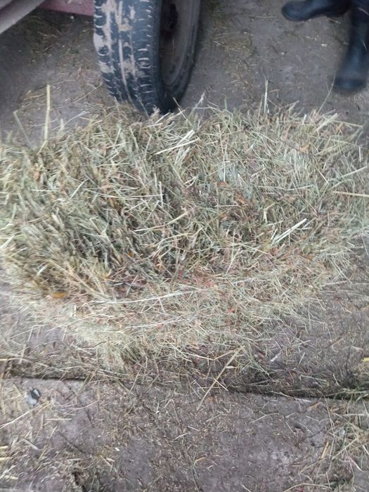 Siano i słoma w kostkach