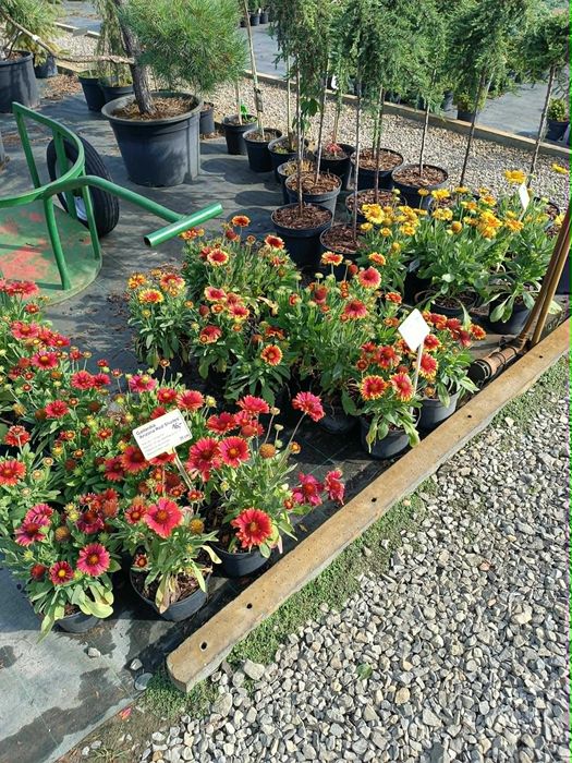 Byliny, rośliny wieloletnie do ogrodu, lawenda, szałwia, przetacznik, piwonia, budleja, hibiskus, żurawki, hosty, rozchodnik i wiele innych