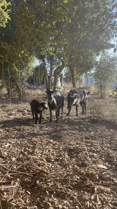 Cabra Anã + Cabrito