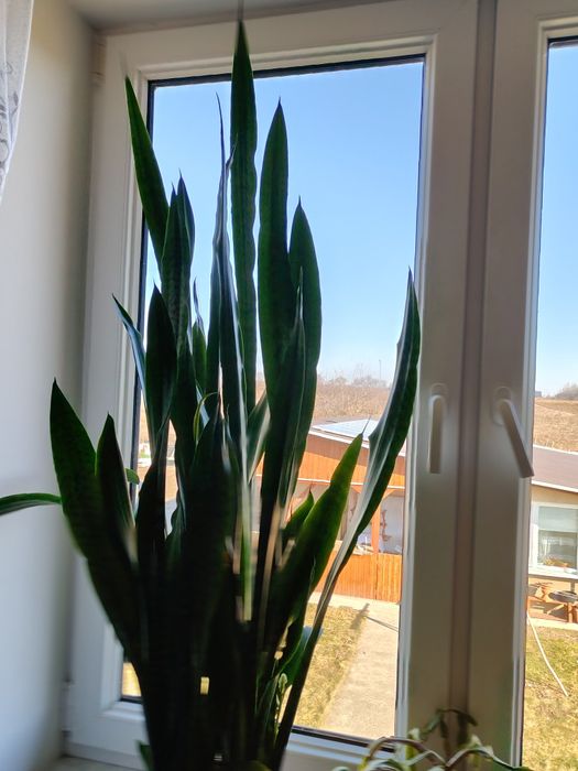 Sansewieria (język teściowej) w doniczce