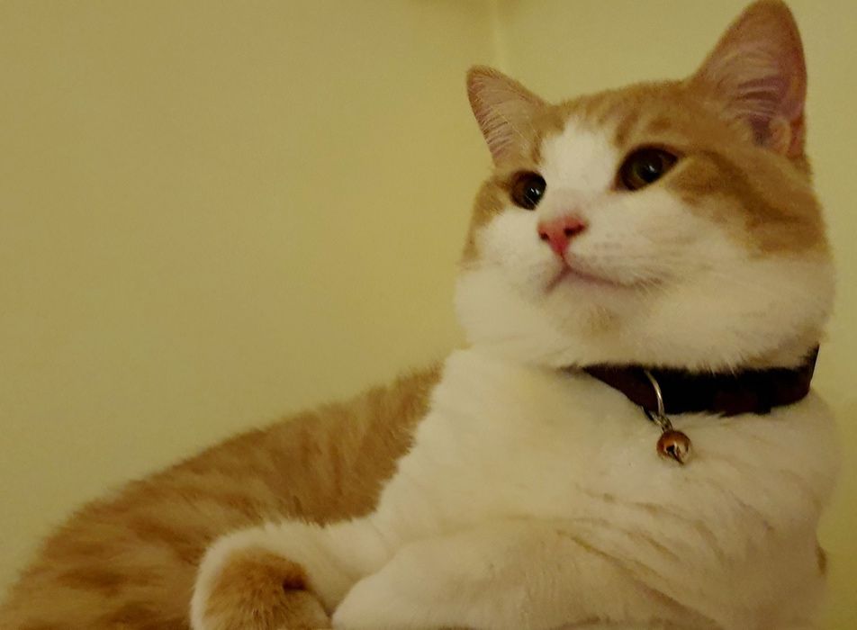 Розкішний й галантний Кіт Британець окрасу Cream BRIe на вязку