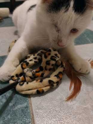 Likier ślepy energyczny młody kot do adopcji biały 2 łata schronisko