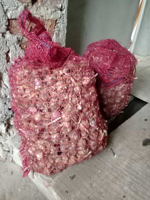 Продам Часник домашній екологічно чисий дрібний дешево