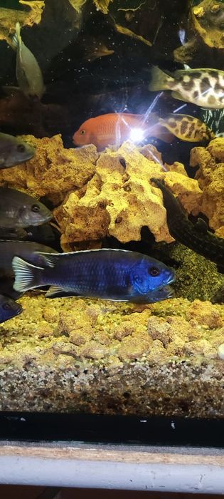 Аки белохвостый взрослые