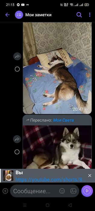 Красавец Барон шукає невеста